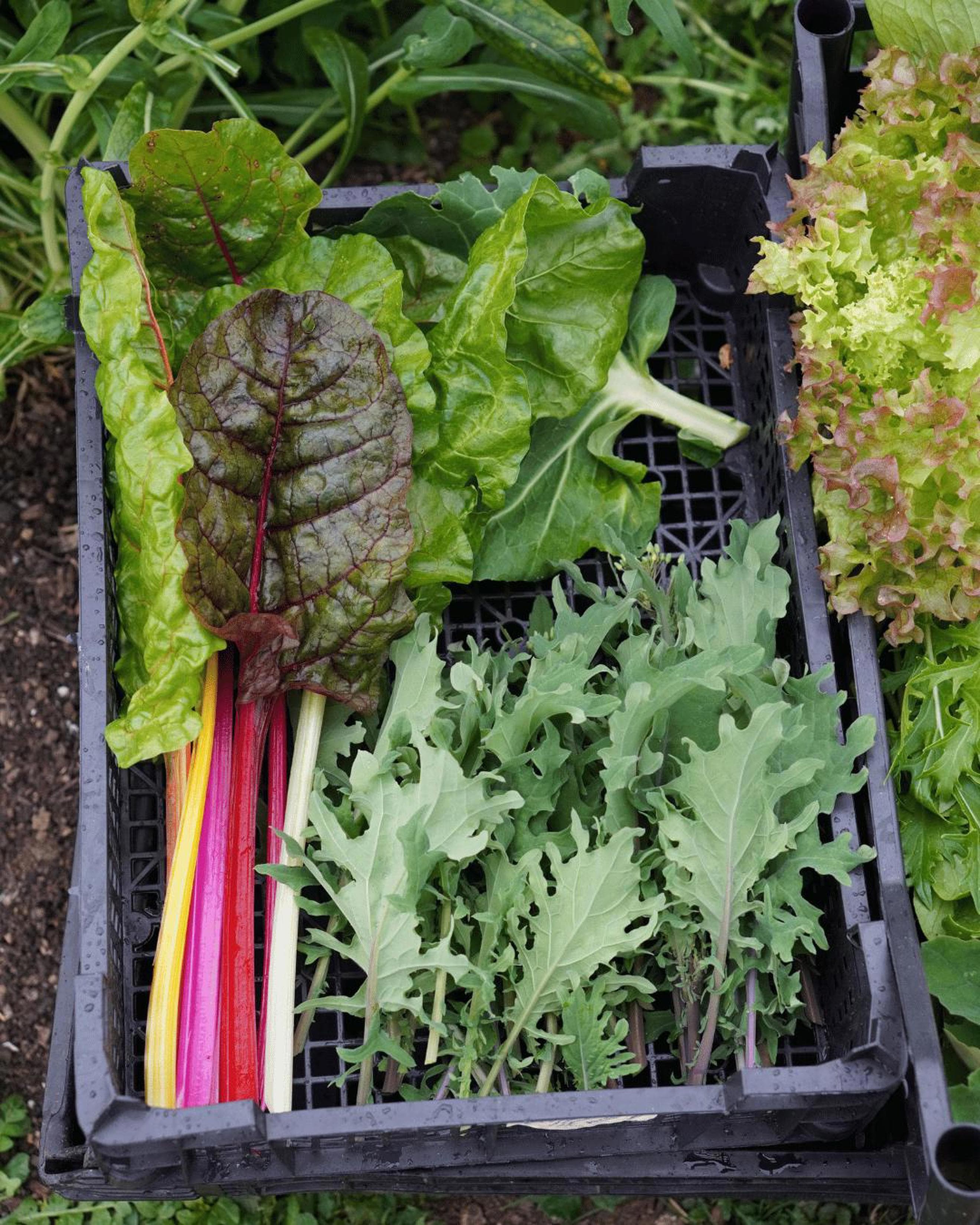 Stir Fry Greens